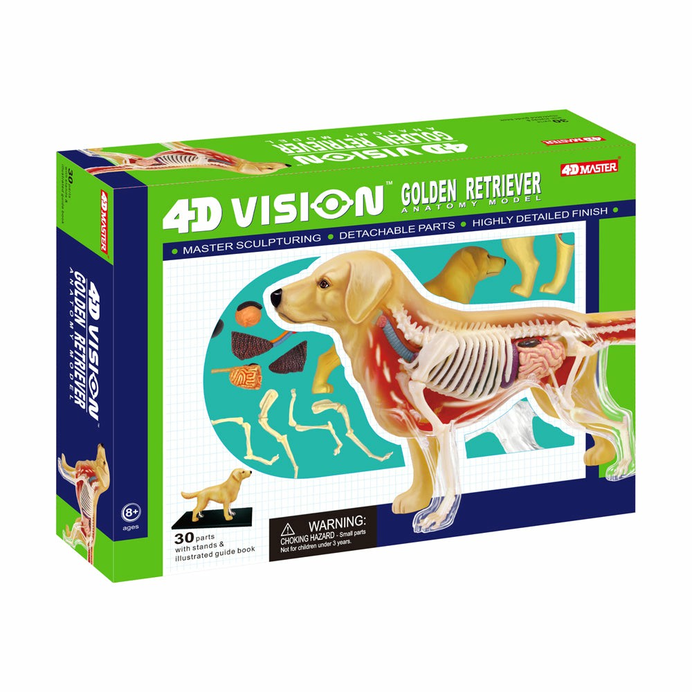 Science & Discovery | 4D Master Golden Retriever Anatomy Model – Educational Toy Learning & Development Science & Discovery