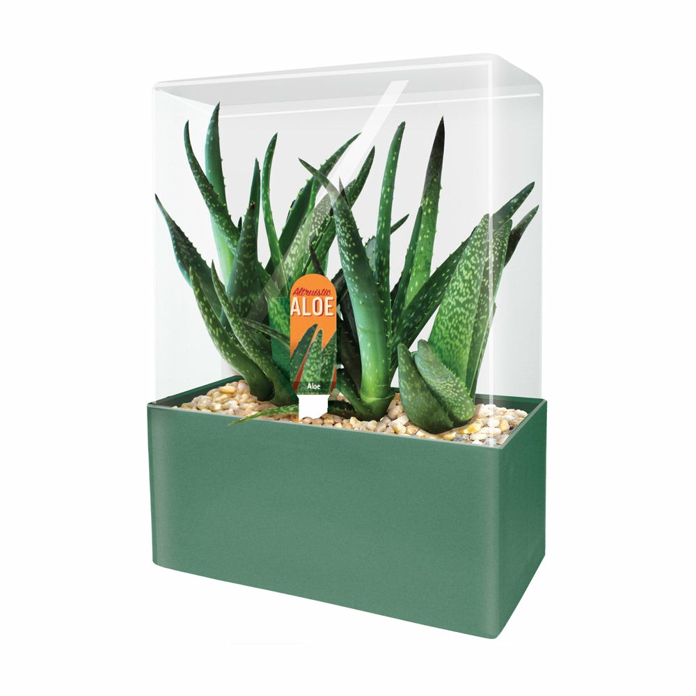 Science & Discovery | Unique Gardener Altruistic Aloe Seed Square Terrarium Kit Learning & Development Science & Discovery